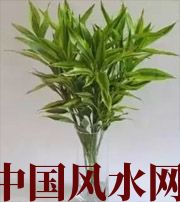 文山十二生肖养什么植物最旺财运？你知道吗！