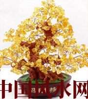 文山买了招财植物却不能发财，是方位摆错了！